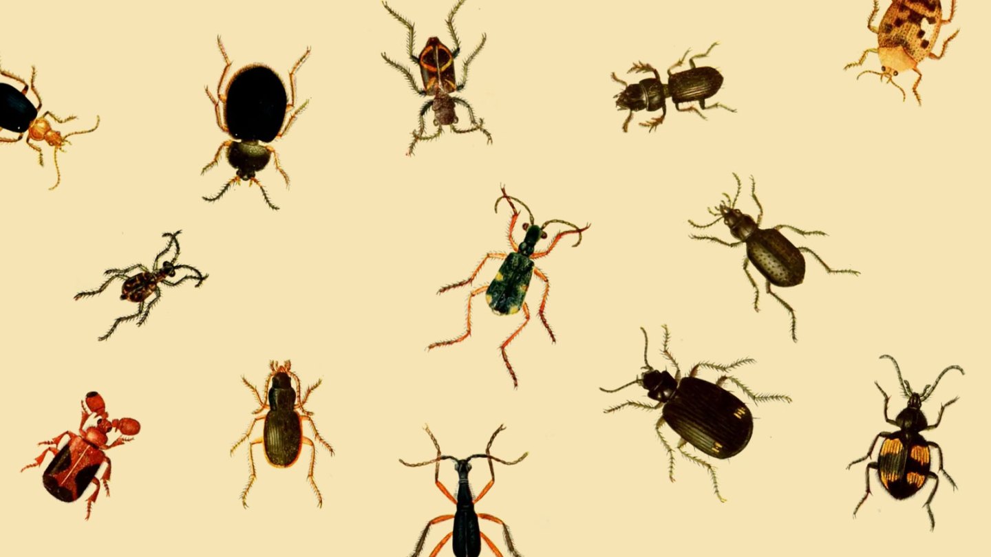 Insect Creature Sound Inside the Sound of the Swarm • VAN Magazine